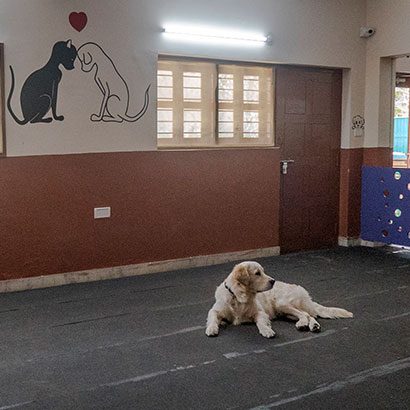 Indoor Play Area - Pooch Amenities - Zeleos - The Dog Hostel