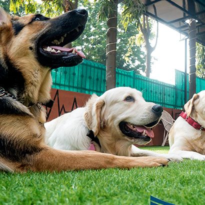 Pooch Parties - Our Amenities - Zeleos - The Dog Hostel