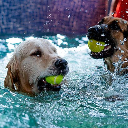 Swimming Pool - Pooch Amenities - Zeleos - The Dog Hostel